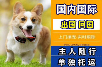 厦门市宠物托运公司厦门市宠物托运公司厦门市宠物托运公司