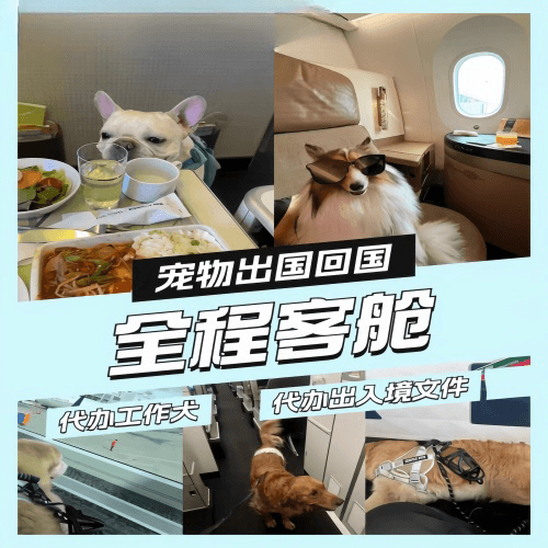 厦门市宠物托运到白俄罗斯宠物入境规定和要求
